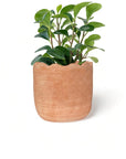 Wavy Planter - Large